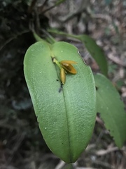 Acianthera casapensis