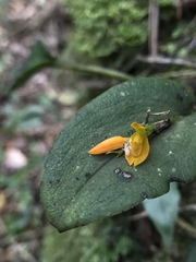 Acianthera casapensis