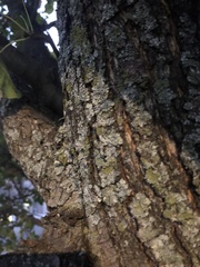 Lecanoromycetes