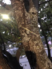 Lecanoromycetes