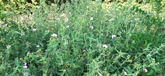 Pavonia hastata