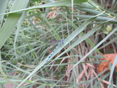Argia inculta