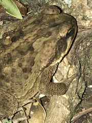 Rhinella marina