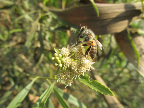 photo of Western Honey Bee (Apis mellifera)