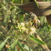 photo of Western Honey Bee (Apis mellifera)