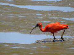 Eudocimus ruber