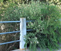 Pavonia hastata