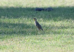 Sturnella magna lilianae