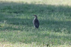 Sturnella magna lilianae