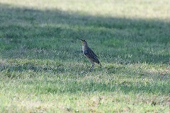 Sturnella magna lilianae