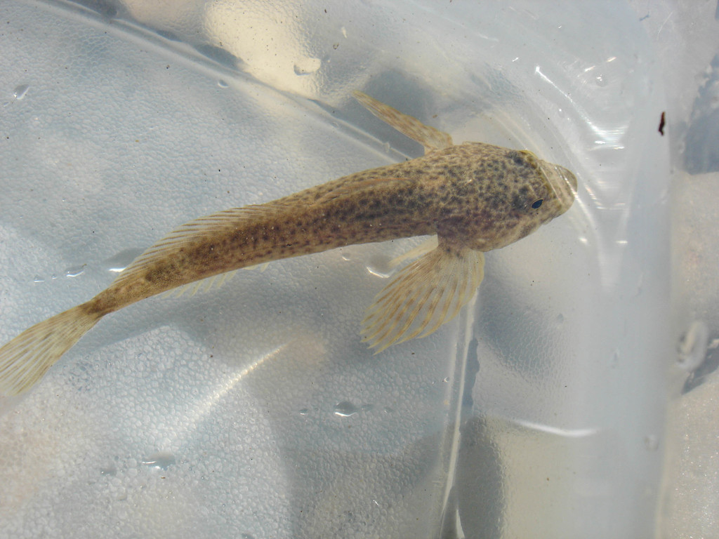 Slimy sculpin from Rimouski-Neigette, QC, Canada on July 17, 2004 at 02 ...