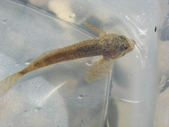 Slimy Sculpin photo 4