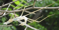 Tenodera sinensis