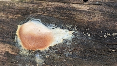 Reticularia splendens