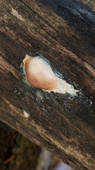 Reticularia splendens