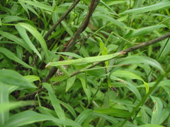 Tenodera sinensis