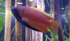 Honey Dwarf Gourami photo 4