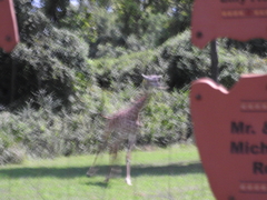 Giraffa