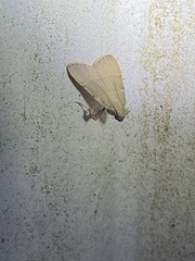 Basacallis tarachodes