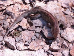 Ameiva praesignis
