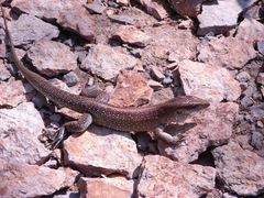 Ameiva praesignis