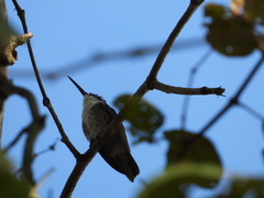 Saucerottia cyanocephala