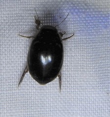 Thermonectus intermedius