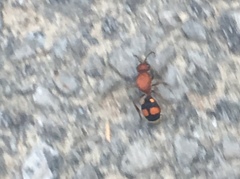 Dasymutilla quadriguttata