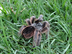 Dugesiella anitahoffmannae