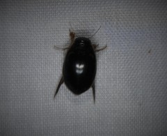 Thermonectus intermedius