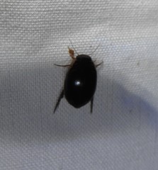 Thermonectus intermedius