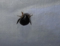 Thermonectus intermedius