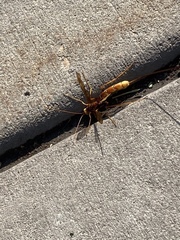 Megarhyssa macrurus icterosticta