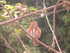 Glaucidium peruanum