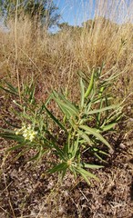 Asclepias mellodora