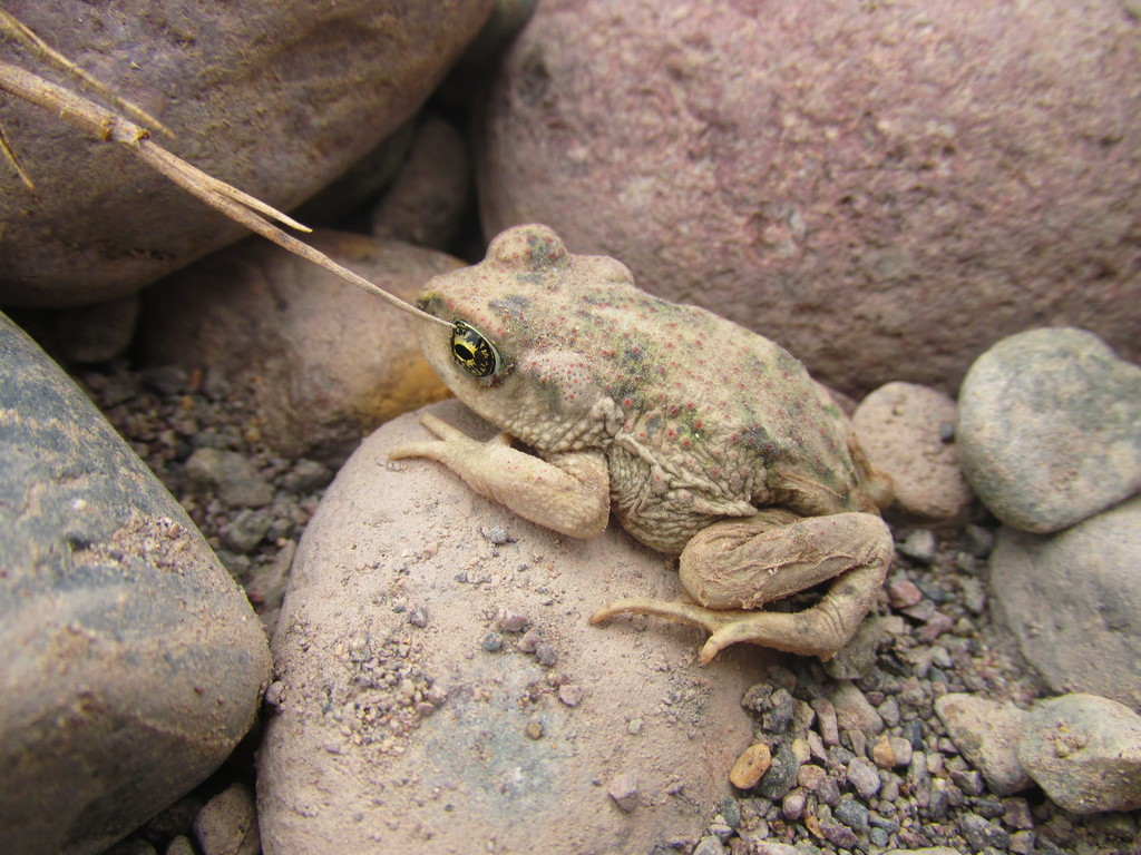 Rhinella limensis from Santa Cruz de Flores, Cañete, Perú on June 26 ...