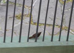 Troglodytes aedon bonariae