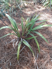 Dianella atraxis
