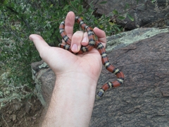 Lampropeltis gentilis