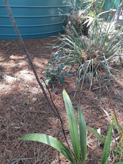 Dianella atraxis