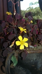 Oxalis corniculata repens