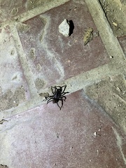 Antrodiaetus unicolor