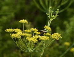 Anethum graveolens
