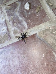 Antrodiaetus unicolor