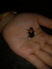 Cyclocephala gregaria