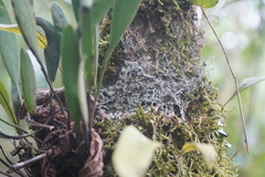 Megalaria versicolor