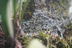 Megalaria versicolor