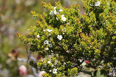 Leptospermum rupestre