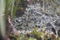 Megalaria versicolor