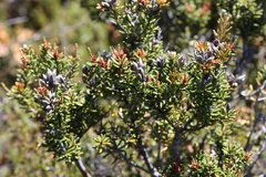 Orites revolutus